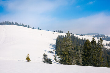forest on the snow covered hill. beautiful nature scenery on a cold winter morning. mountain ridge in the distance