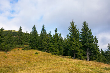 coniferous trees on the meadow. beautiful mountain landscape of synevyr national park, ukraine. green environment of carpathian mountains in early autumn season