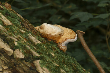 Baumpilz Fichtenporling, Fomitopsis pinicola