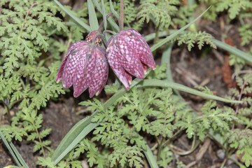 Rosa Bl&uuml;ten der Schachbrettblume, Fritillaria meleagris