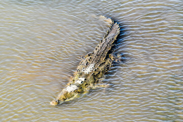 crocodile in water, photo as a background