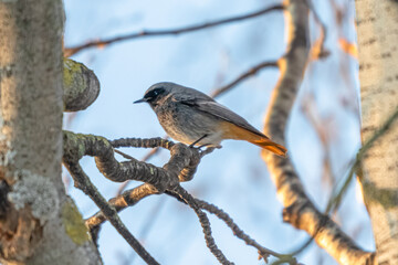Black Redstart perched on a tree branch