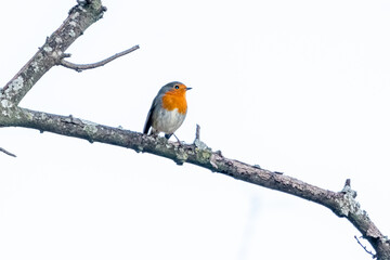 European Robin perched on a tree branch