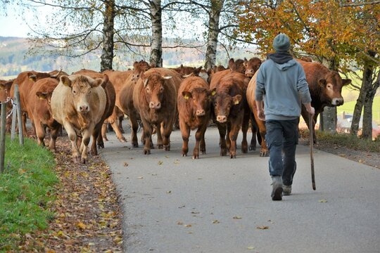 Viehherde