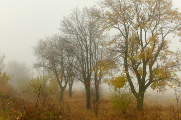 Fototapeta na wymiar Autumn yellow trees in a foggy haze. Late foggy autumn.