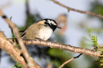 Fototapeta premium Coal Tit perched on a tree branch