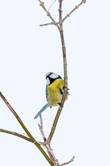 blue tit perched on a tree branch