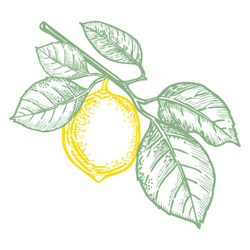 A sketch of a twig with leaves and lemon fruit. Doodle fruit on a white background. Healthy food product. Vegetable element for the design of labels, packaging.