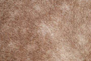 Brown bay horse fur texture closeup. Close up beige equine hair pattern