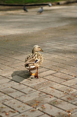 wooden carved carving