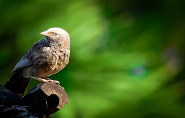 This bird name is Yellow-billed babbler, location is in Tamilnadu, India.