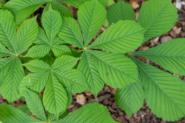 Fresh green horse chestnut leaves against a woodland floor