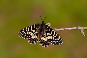 a scalloped red butterfly, Zerynthia polyxena
