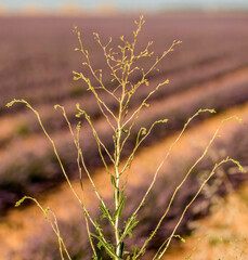 Herbe folle dans les champs de lavande à Valensole, Alpes-de-Haute-Provence, France