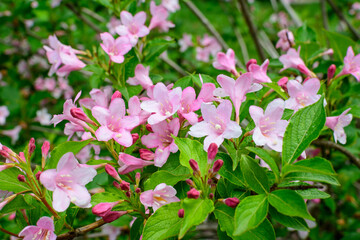 Close up of vivid pink Weigela florida plant with flowers in full bloom in a garden in a sunny spring day, beautiful outdoor floral background photographed with soft focus.