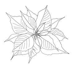 Poinsettia of hand drawn illustration, Christmas decoration plants. Great for invitation and greeting cards