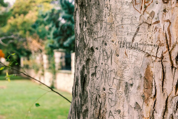 Fototapeta premium letters and signs engraved over time on tree bark