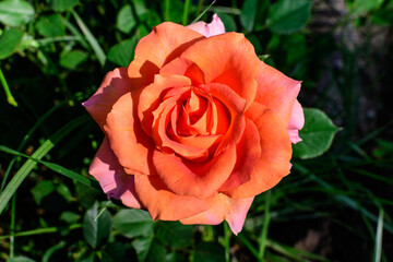 Close up of one large and delicate vivid yellow orange roses in full bloom in a summer garden, in direct sunlight, with blurred green leaves in the background.
