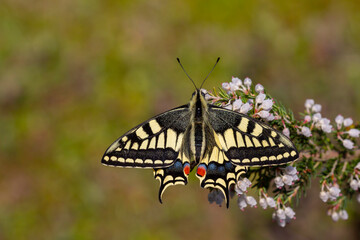 The wonderful Swallowtail butterfly (Papilio machaon) (Kırlangıçkuyruk) turkish name...