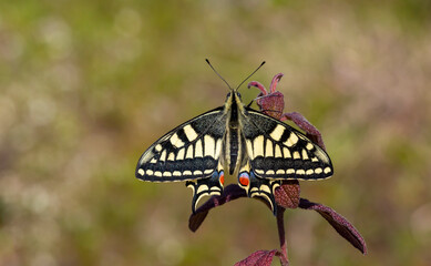 The wonderful Swallowtail butterfly (Papilio machaon) (Kırlangıçkuyruk) turkish name...