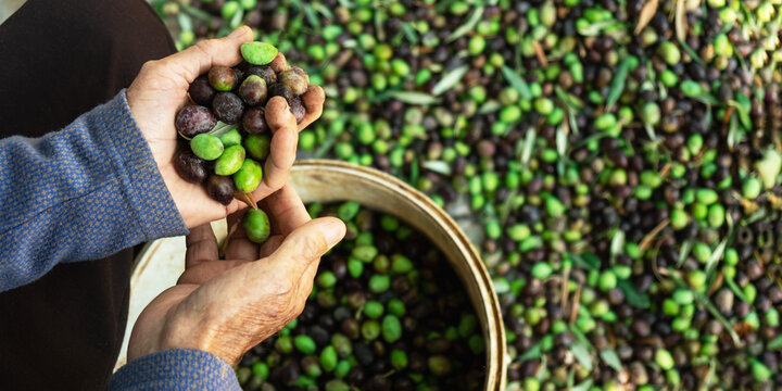Senior man collecting olives on olive harvesting net and basket in Cyprus ,top view . - Powered by Adobe