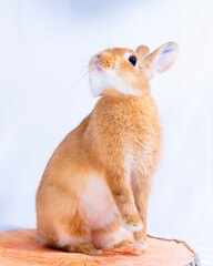 orange rabbit with white background