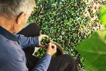 Senior man collecting olives on olive harvesting net and basket in Cyprus ,top view .