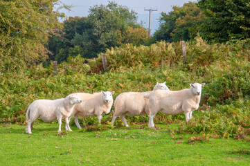 Fototapeta na wymiar Sheep in the meadow