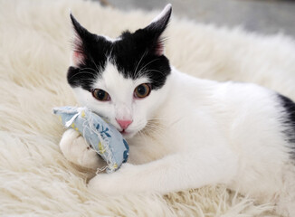 Kater Mailo