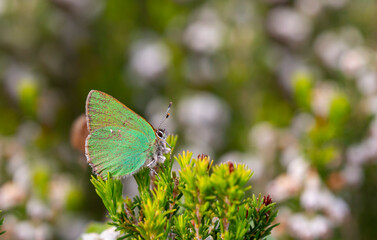 Obraz premium Callophrys rubi,min butterfly with a wonderful green color