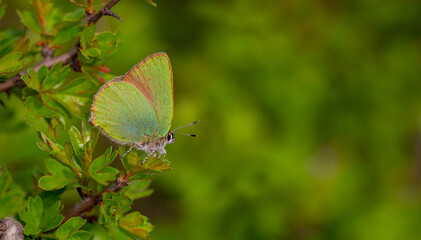 Callophrys rubi,min butterfly with a wonderful green color