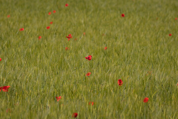 Vibrant red poppy flowers in a soft green field