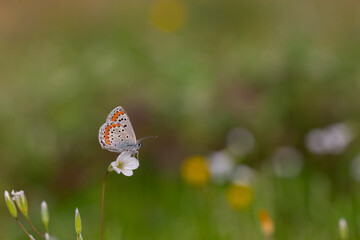 butterfly with red dots on a tiny white flower, Lycaenidae (Polyommatus agestis) 