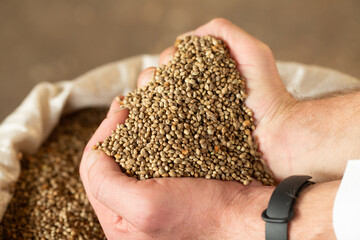 Male hands in rubber, blue gloves hold sativa hemp grains