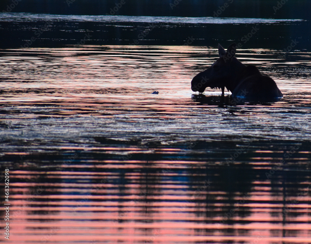 Poster moose swimming on the lake at rocky mountain national park.\ in colorado during sunrise