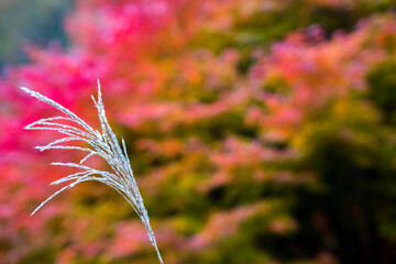 ススキと紅葉