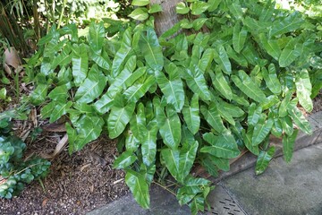 Beautiful leaves of Philodendron Burle Marx, a tropical plant © Khairil