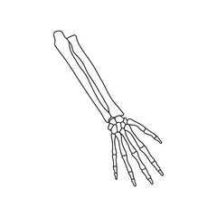 Bones of human hand, drawn by lines on white background. Vector Stock illustration.