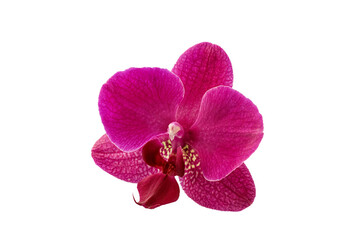 Purple Orchid Flower isolated on white background. Orchid color trend 2022. Close up.