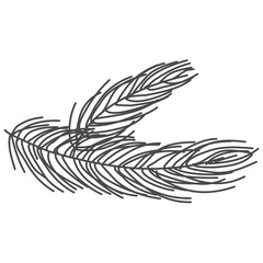 hand drawn pine branch, spruce