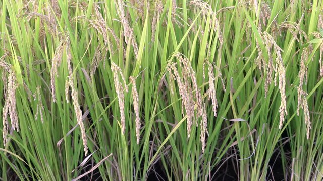 米が実ってきたの田んぼ（夏、9月、日本）