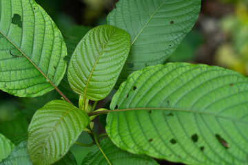 Fototapeta na wymiar Kratom (Mitragyna speciosa) Kratom is Thai herbal which encourage health.