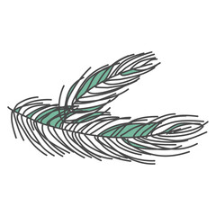 hand drawn pine branch, spruce