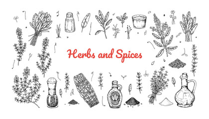 Fototapeta na wymiar Set of hand drawn herbs and spices design elements. Vector illustration