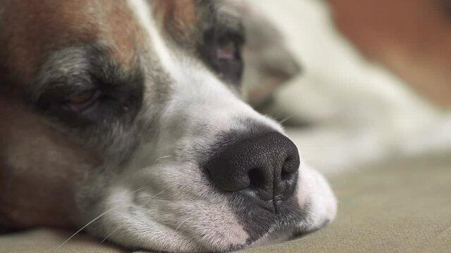 Close-up on the muzzle of a sleepy beagle dog whose eyes close before bed. High quality 4k footage