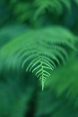 Paproć © Elżbieta