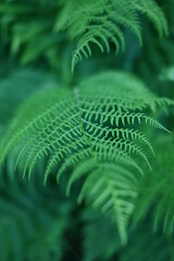 Paproć © Elżbieta