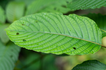  Kratom (Mitragyna speciosa)
Kratom is Thai herbal which encourage health.