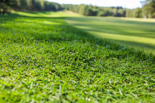 Green grass. Background. Golf course, shadows from trees on the grass. High quality photo