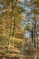 autumn in the forest